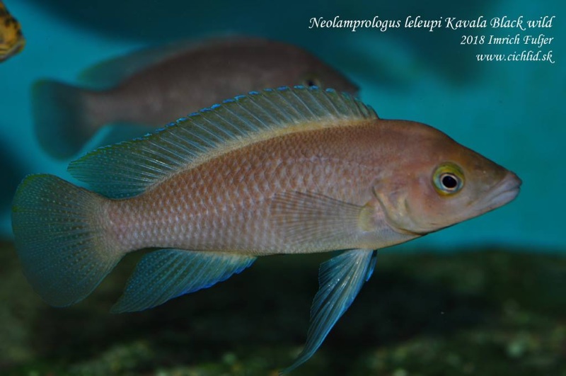 Neolamprologus leleupi 'Bilila (Kavala) Island'